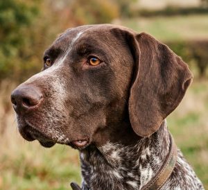 German Shorthaired Pointer