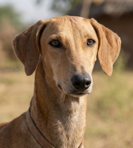 Mudhol Hound