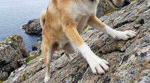 Lundehund paws (six toes) and a climbing shot