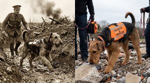 Vintage WWI Airedale messenger dog, or a modern Airedale on a search task