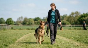 German Shepherd in obedience training with beginner handler