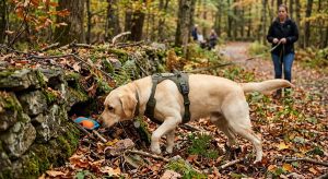 Labrador Retriever doing beginner scent work