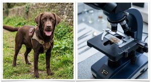 5 Invisible Dog Worms: Symptoms, Risks & Diet Fixes 2 dog worms you can't see without a fecal test
