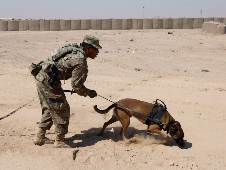 bomb-dogs