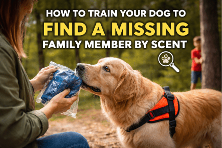 How to Train Your Dog to Find a Missing Family Member by Scent