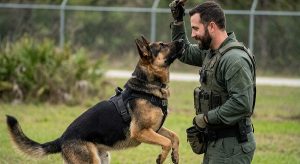 German Shepherd watching handler closely to read body language