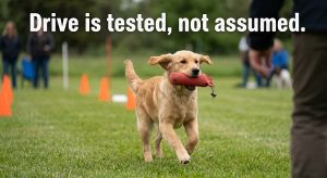 puppy retrieving a toy during a drive test