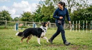 Fastest-Learning Dog Breeds Trainers Love 2 fastest learning dog breeds – Border Collie focused on handler