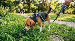 Beagle easy grooming family dog