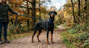 Doberman Pinscher short coat low grooming