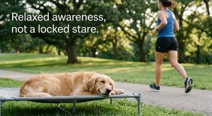 Dog on a raised cot with a person jogging past in the background