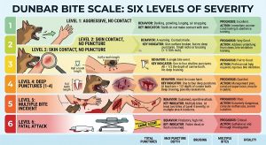 Dunbar bite scale for dog aggression severity