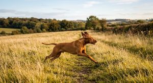 Vizsla minimal grooming active dog