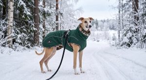 Whippet easy to groom dog breed
