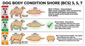  body condition chart for dogs (BCS 3, 5, 7)