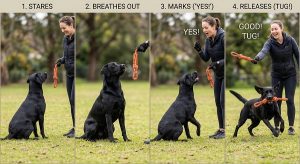 dog stares at a tug toy, breathes out, handler marks and releases
