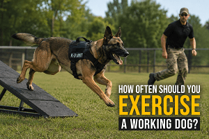 working dog