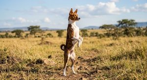 Basenji standing like a meerkat