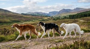 Borzoi coat colours white, brindle and sable