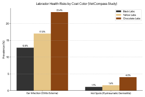 Chocolate Labrador health risks compared with black and yellow Labs