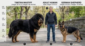 Tibetan Mastiff Guide: Price, Temperament & $2M Story 2 Tibetan Mastiff next to an adult human and a German Shepherd
