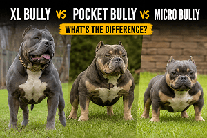 XL Bully vs Pocket Bully vs Micro Bully