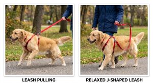 dog pulling on leash vs loose-leash walking