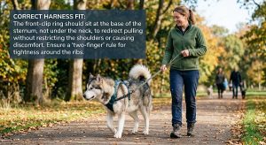 handler walking a Malamute on a front-clip harness