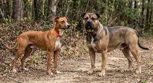 lean 45 lb squirrel-dog type and a heavier 80 lb hog-dog type