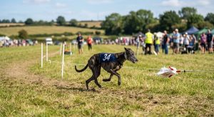 sighthound lure coursing exercise