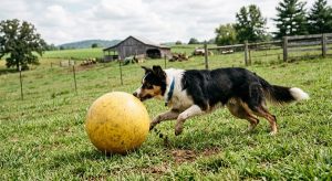 Border Collie Training: Tips for a Well-Behaved Dog 3 Border Collie herding ball outlet for instinct