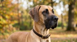 Great Dane