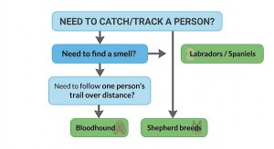 Need dog to catch or track a person