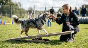 Search and Rescue (SAR) Dog Training Tips: 5 Simple Steps 3 SAR dog agility training on an unstable surface