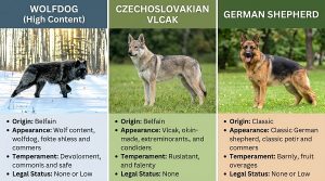 Can You Train a High-Content Wolf dog? Honest Guide 3 Wolfdog vs Czechoslovakian Vlcak vs German Shepherd comparison