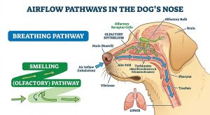 air flowing into a dog's nose