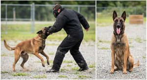 decoy in a bite suit with a Malinois mid-grip