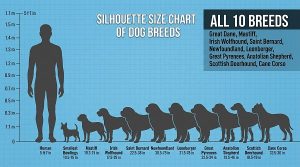 giant dog breeds size comparison chart