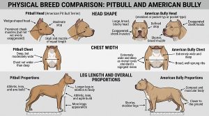 head shape, chest width and leg length for Pitbull and American Bully