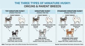 mini husky and their parent breeds