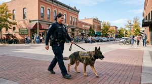 patrol K9 and handler in Old Town Fort Collins