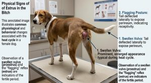 signs of a dog in heat