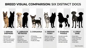 six breeds for visual comparison