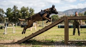 working dog supplements for joint and recovery support
