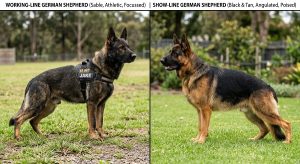 working-line and a show-line German Shepherd