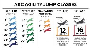 AKC jump classes with a Mini Husky silhouette