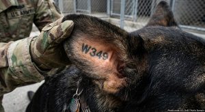 Military Dog Tag Format: What to Engrave 3 Close-up of an MWD ear tattoo (use a public-domain DoD photo, with credit)