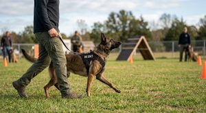 Malinois mid-focus during an obedience drill
