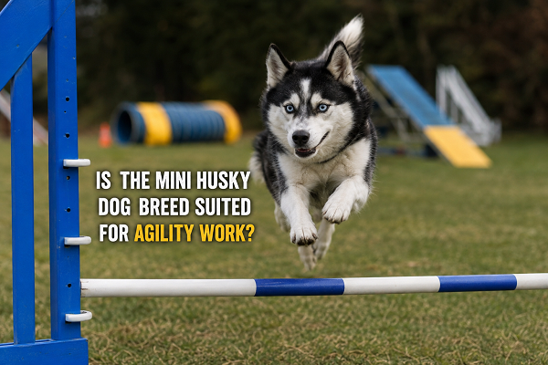 Mini Husky Dog Breed