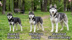Mini Husky, standard Siberian Husky, and Alaskan Klee Kai